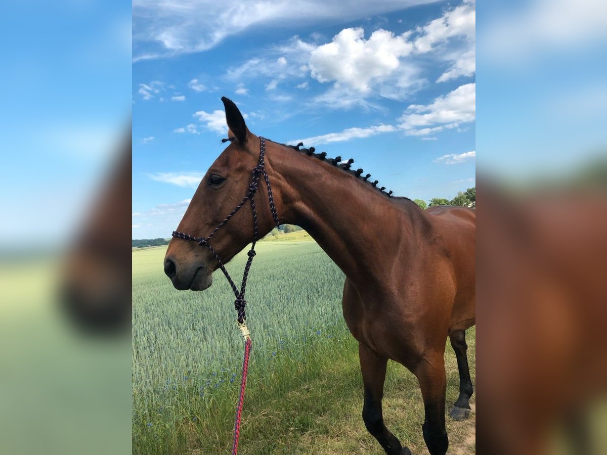 Latvian Warmblood Mare 17 years 16 hh Brown in Hohen Sprenz