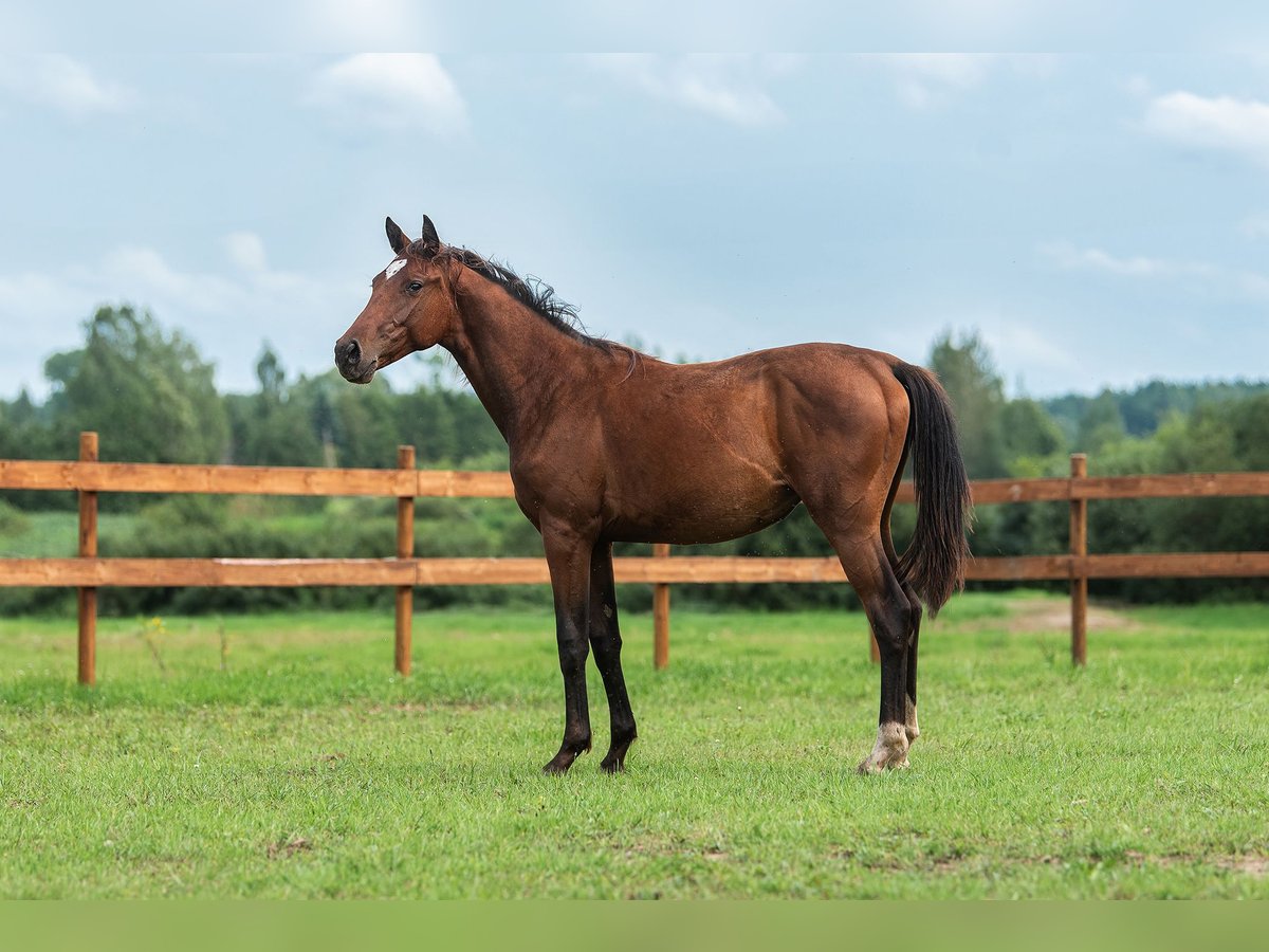 Latvian Warmblood Mare 1 year 16 hh Bay in Aug&#x161;daugavas nov.