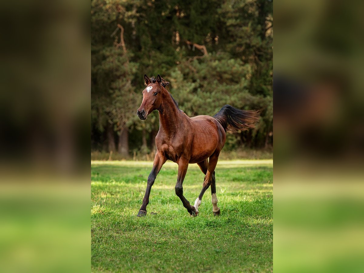 Latvian Warmblood Mare 1 year 16 hh Bay in Aug&#x161;daugavas nov.