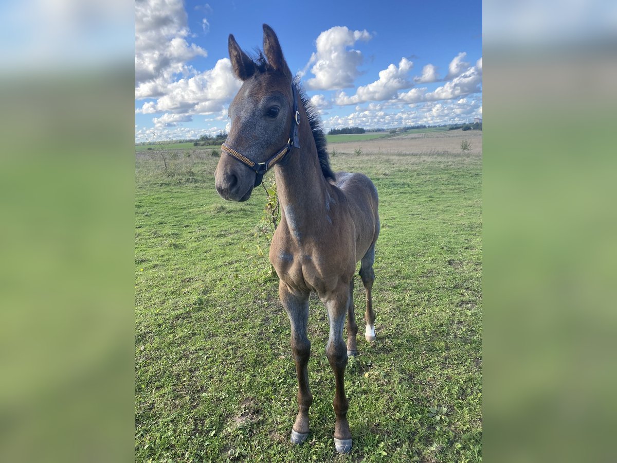 Latvian Warmblood Mare 1 year White in Dienvidkurzemes novads