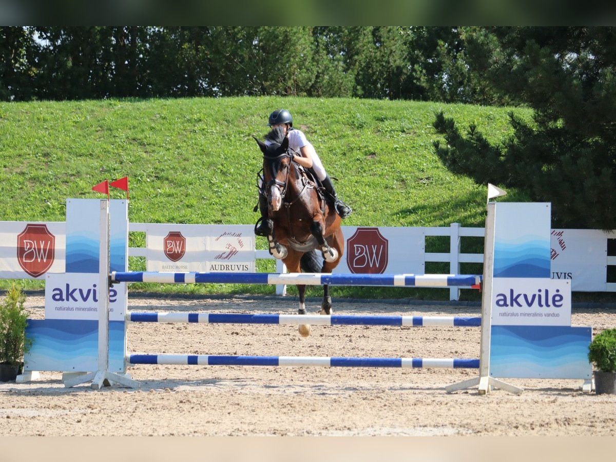 Latvian Warmblood Mare 6 years 16,2 hh Bay in Vāverkrogs