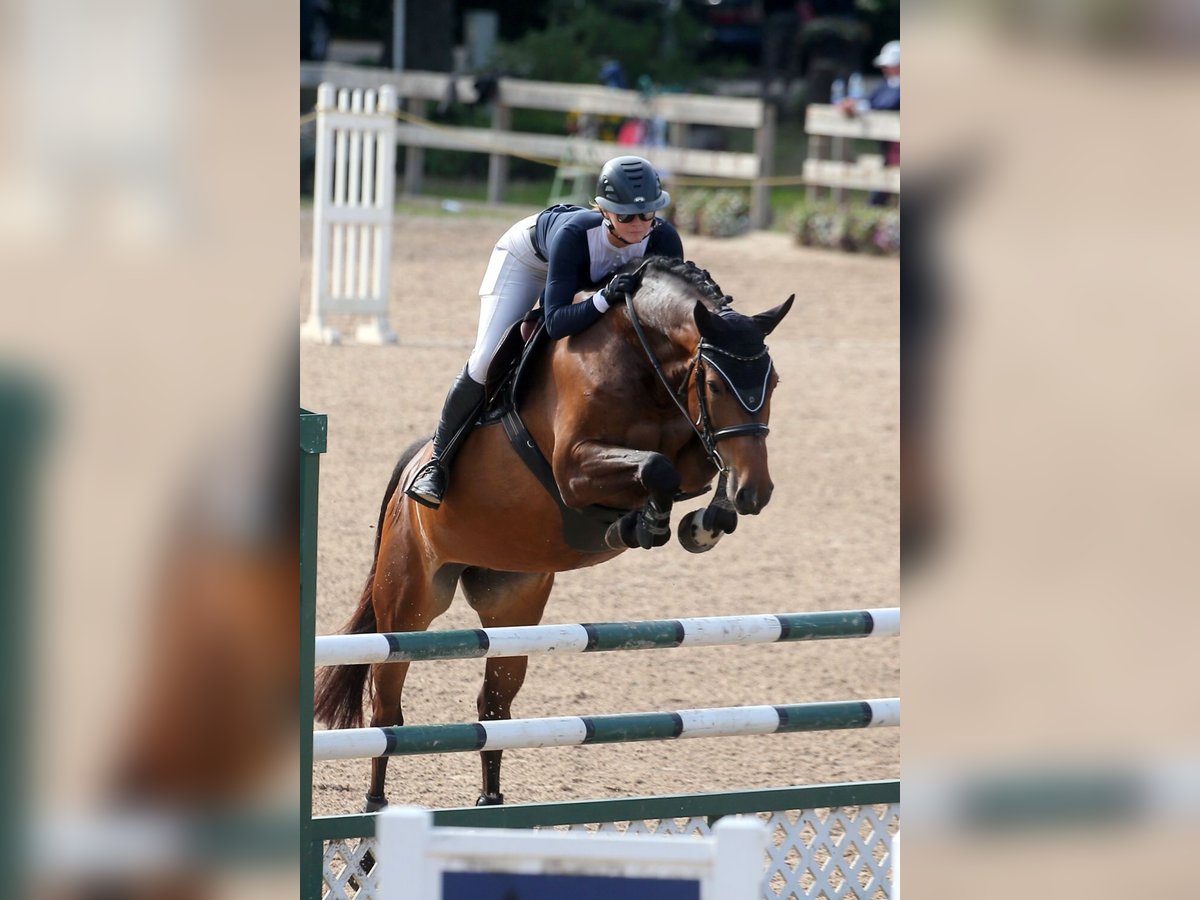 Latvian Warmblood Mare 7 years 16,1 hh Brown in Wächtersbach