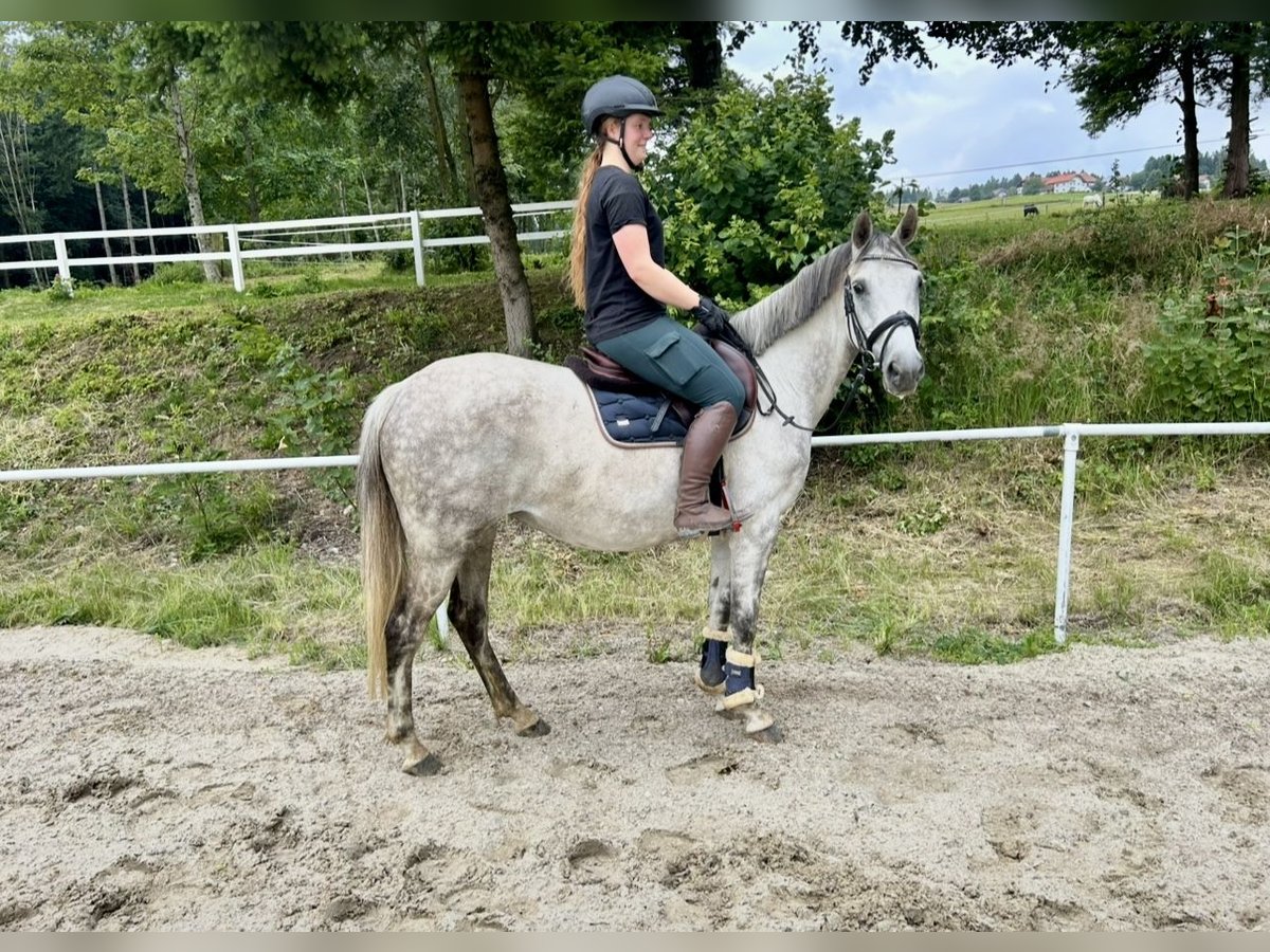 Latvian Warmblood Mare 9 years 15,1 hh Gray in Pelmberg