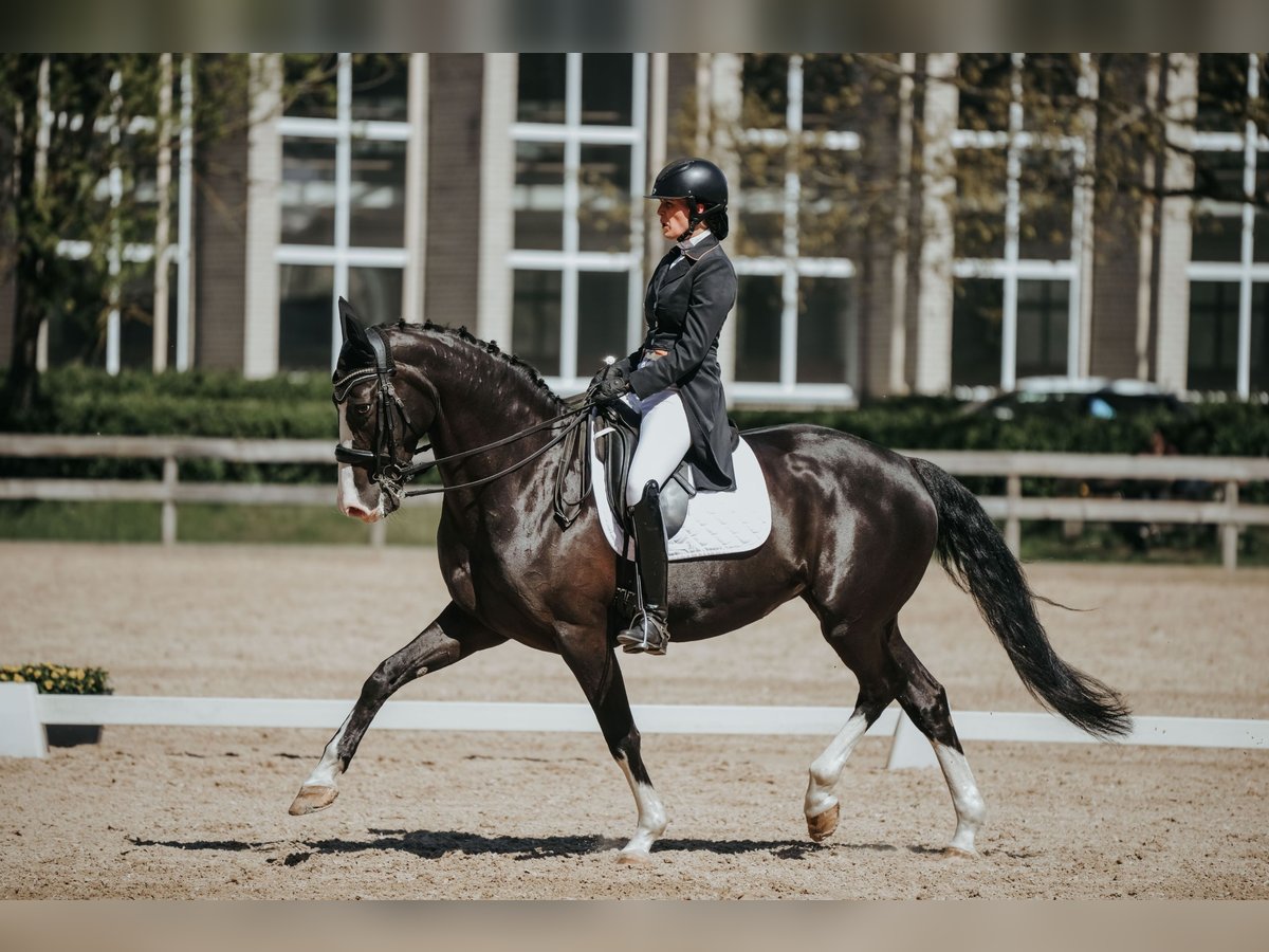 Latvian Warmblood Mare 9 years 16,1 hh Black in Riga