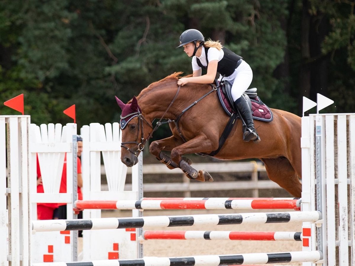 Latvian Warmblood Mare 9 years 16 hh Chestnut in Sigulda