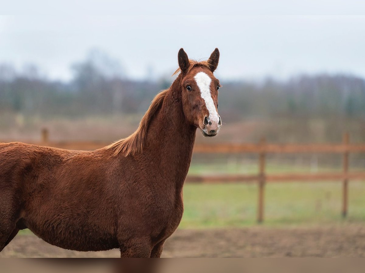 Latvian Warmblood Stallion 1 year 16 hh Chestnut in Augšdaugavas novads