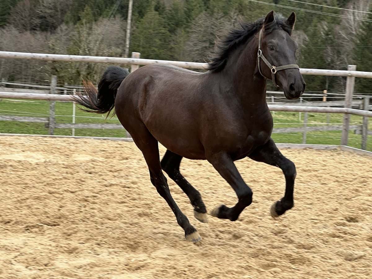 Leonhard Gelding 3 years 15,1 hh Black in Grabenstätt