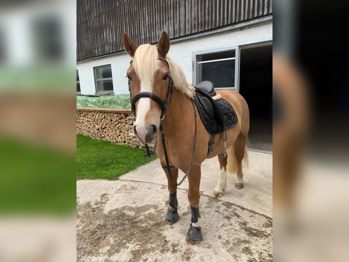Leonhard Gelding 6 years 14,2 hh Chestnut-Red in Traunstein