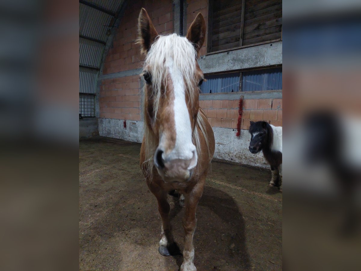 Leonhard Gelding 7 years 14,2 hh Chestnut-Red in Lettweiler