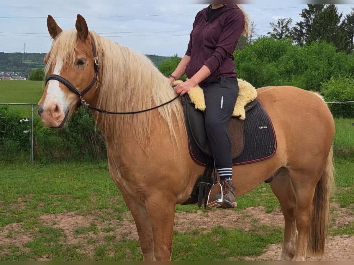Leonhard Gelding 7 years 14,3 hh Chestnut-Red in Gangloff Leonhard Gelding 7 years 14,3 hh Chestnut-Red in Gangloff