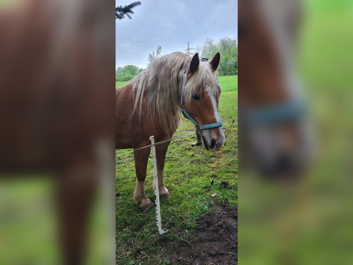 Leonhard Gelding 7 years 14,3 hh Chestnut-Red in Gangloff Leonhard Gelding 7 years 14,3 hh Chestnut-Red in Gangloff