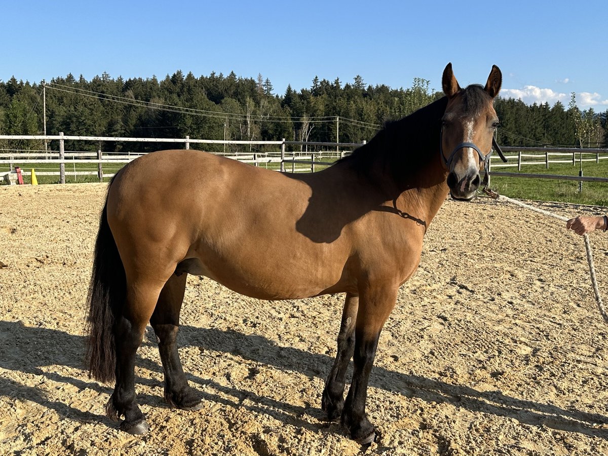 Leonhard Mare 16 years 14,1 hh Brown in Grabenstätt