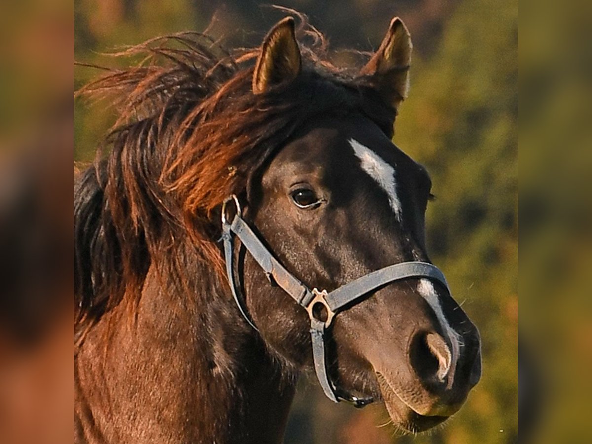 Leonhard Stallion 2 years 14,3 hh Brown in Grabenstätt