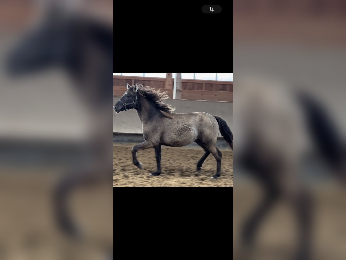 Leonharder Hengst 1 Jahr 143 cm Falbe in Grabenst&#xE4;tt