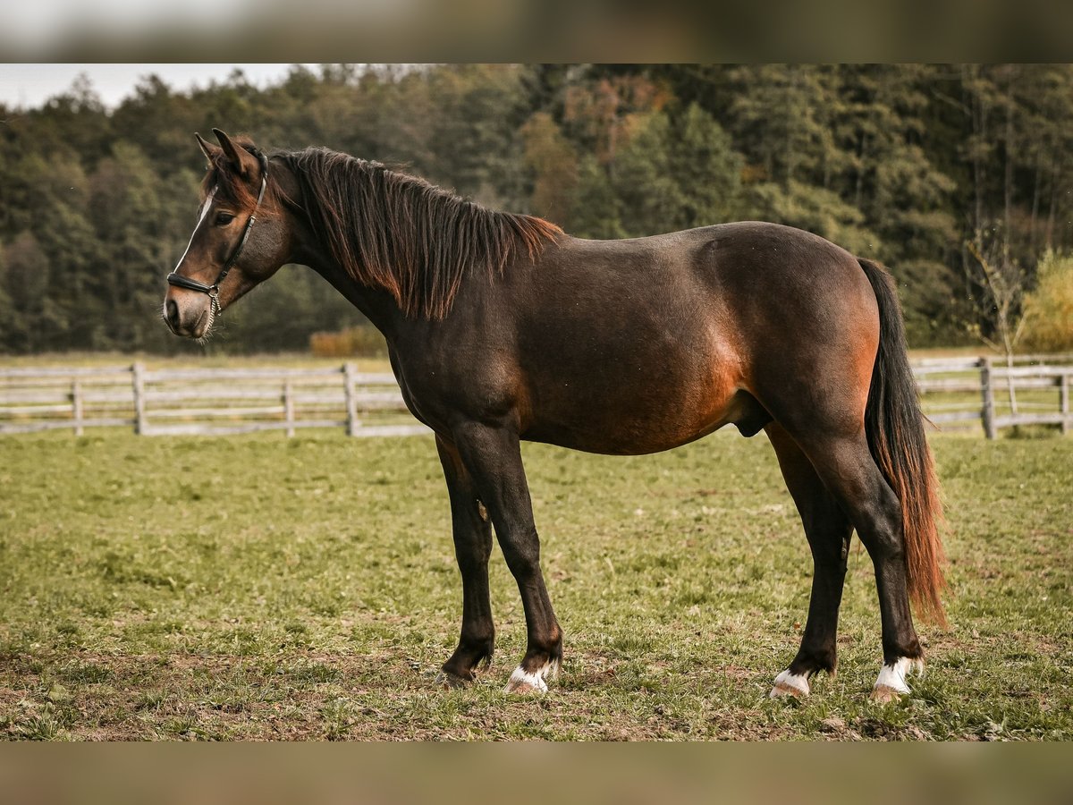 Leonharder Ogier 1 Rok 143 cm Ciemnogniada in Grabenst&#xE4;tt