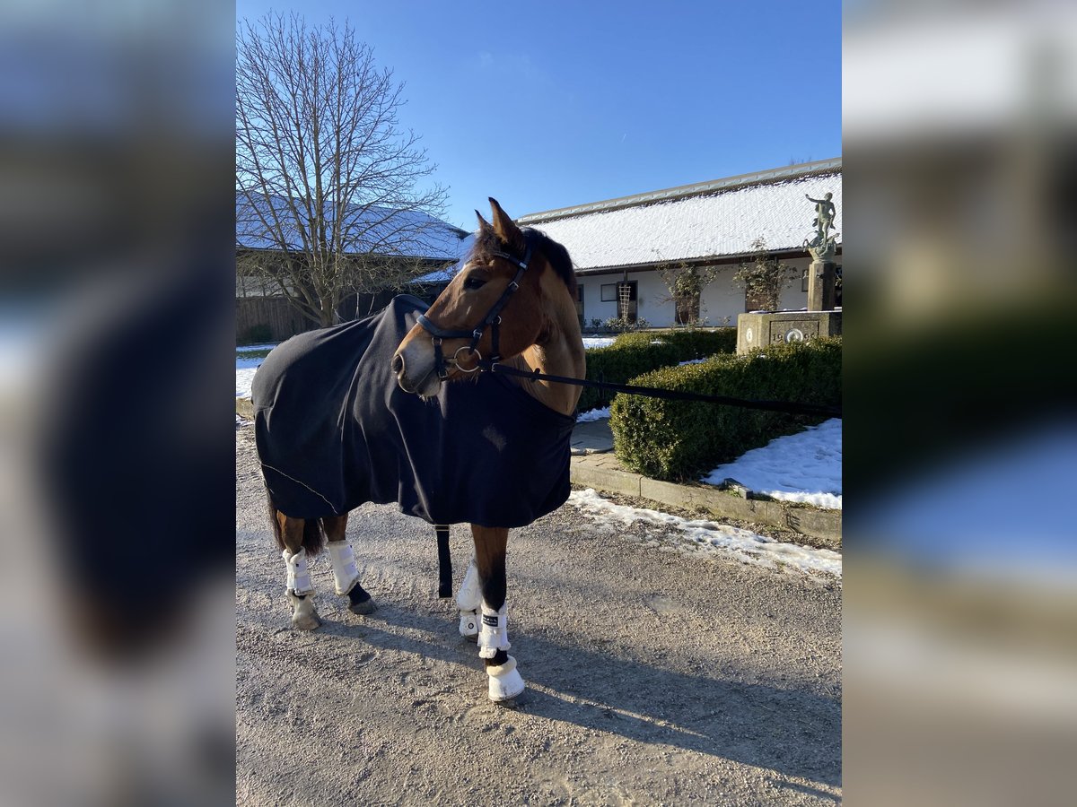 Leonharder Stute 11 Jahre Brauner in Grafrath