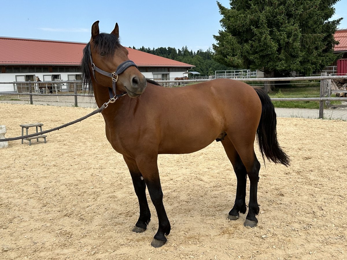Leonharder Wallach 3 Jahre 147 cm Brauner in Grabenst&#xE4;tt