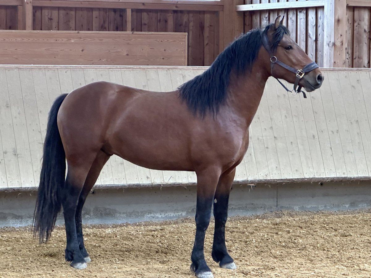 Leonharder Wallach 3 Jahre 147 cm Brauner in Grabenstätt