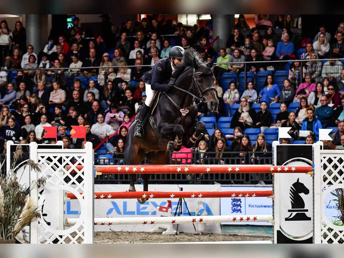 Lets warmbloed Hengst 10 Jaar 170 cm Donkerbruin in Lielvarde