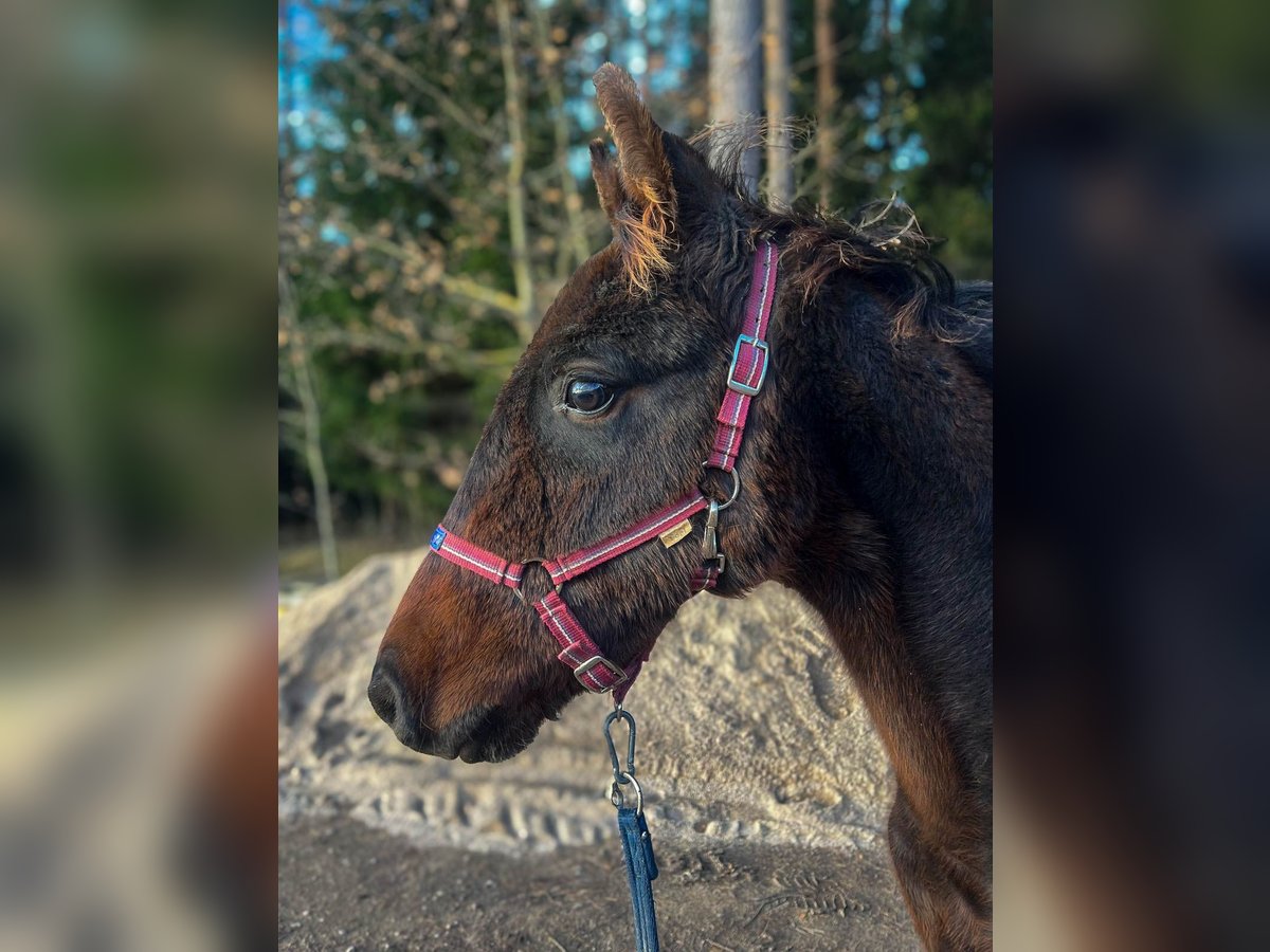 Lets warmbloed Hengst veulen (04/2024) 165 cm Donkerbruin in Zentene