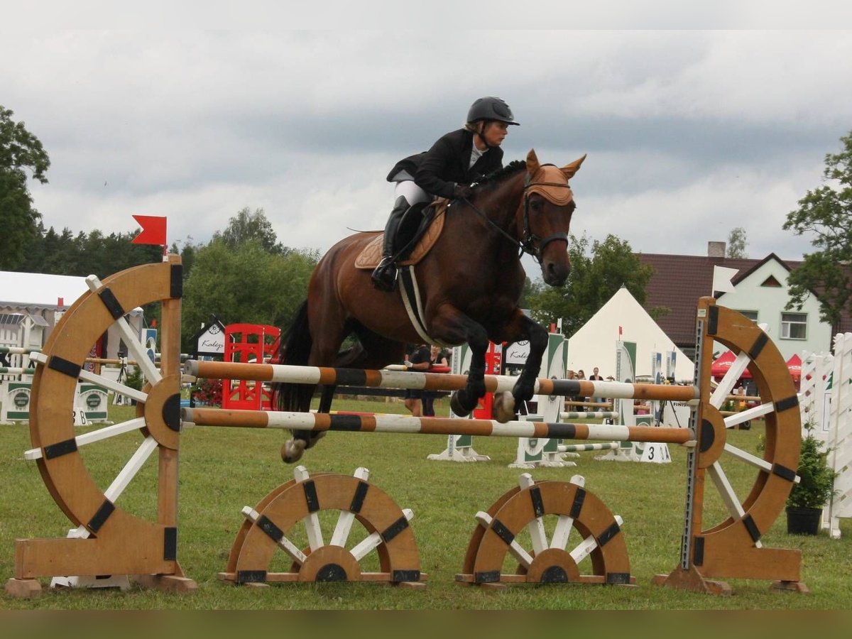 Lets warmbloed Merrie 11 Jaar 173 cm Roodbruin in Tīreļi