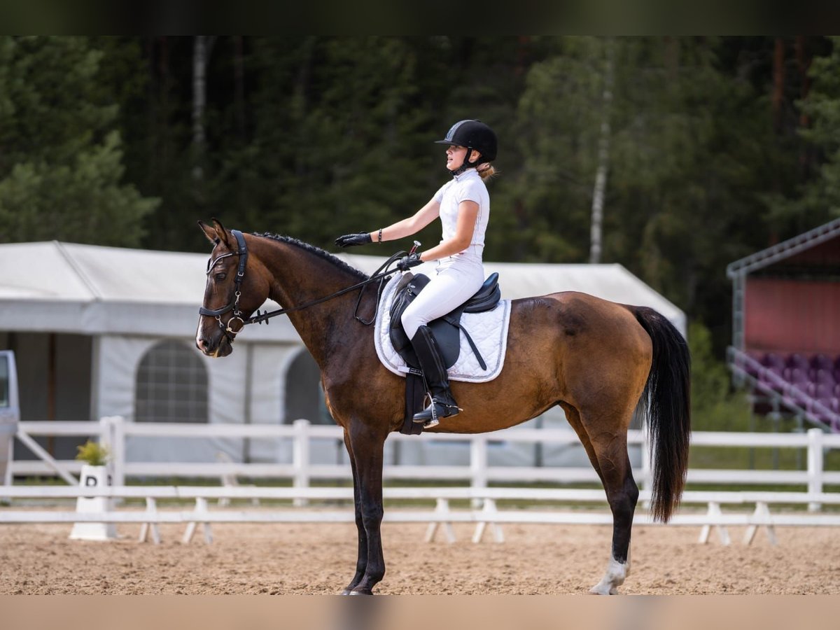 Lets warmbloed Merrie 12 Jaar 164 cm Roodbruin in Jelgava