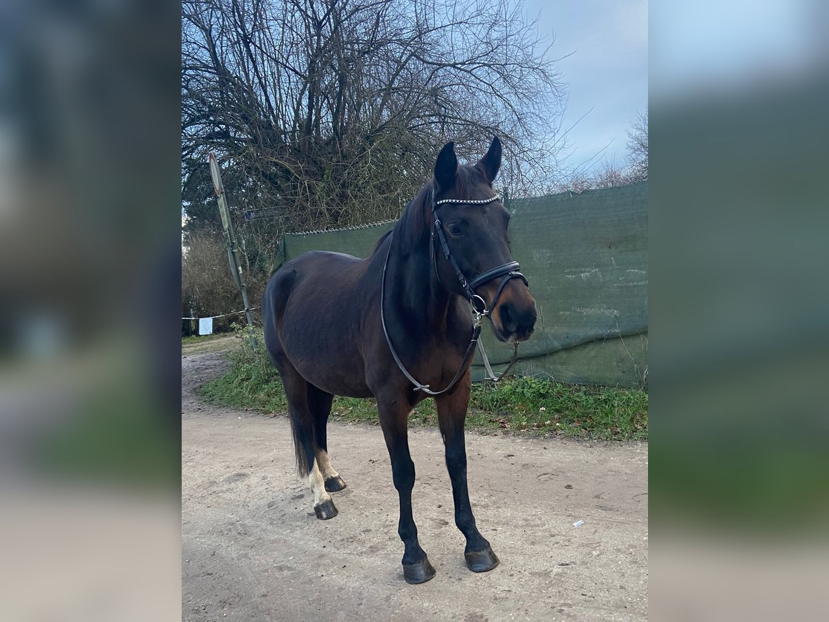 Lets warmbloed Merrie 12 Jaar 165 cm Donkerbruin in Nürnberg