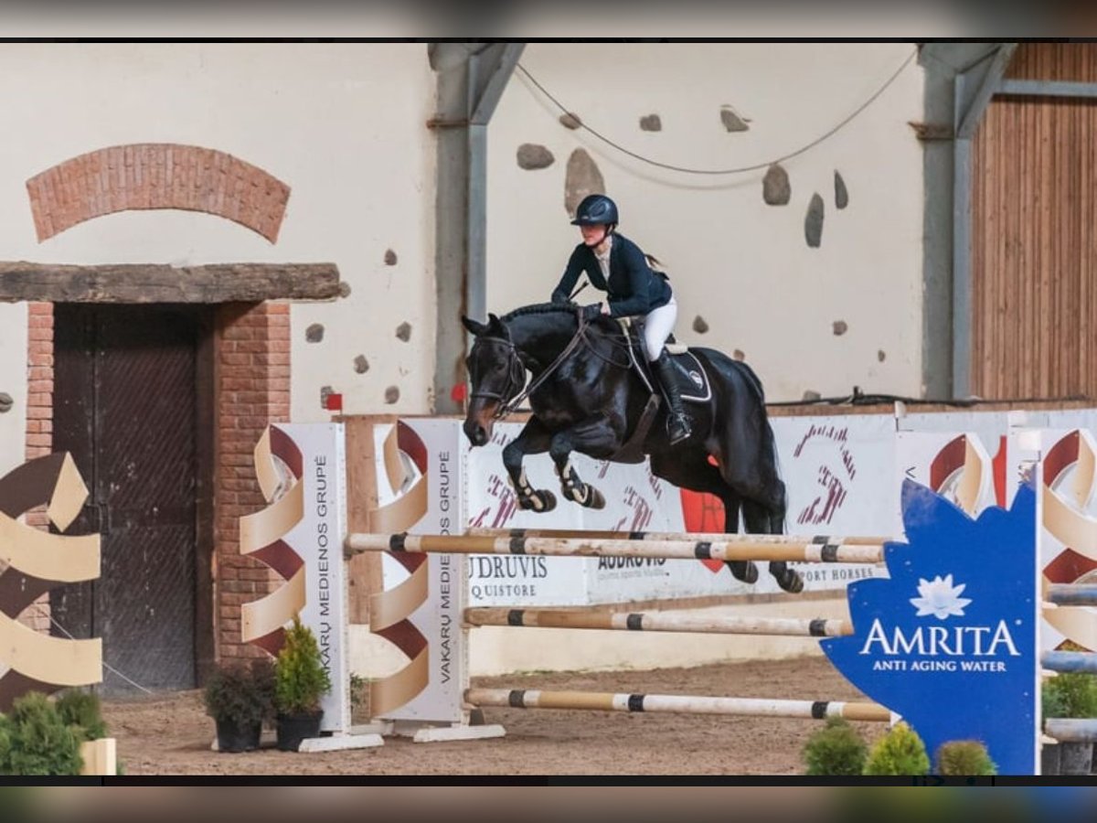 Lets warmbloed Merrie 12 Jaar 170 cm Zwartbruin in W&#xE4;chtersbach