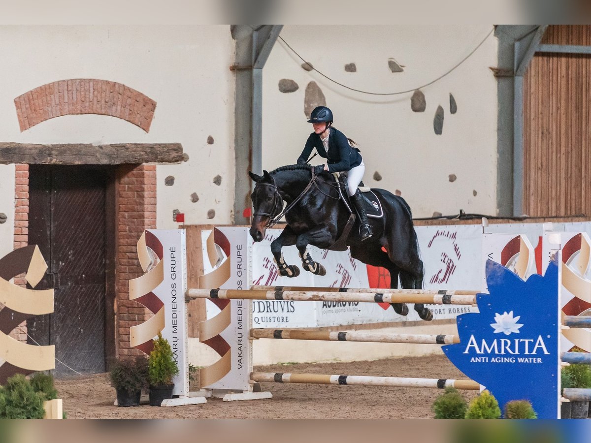 Lets warmbloed Merrie 12 Jaar Zwartbruin in Wächtersbach