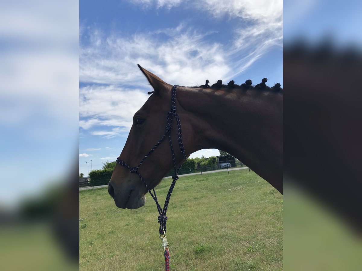 Lets warmbloed Merrie 17 Jaar 164 cm Bruin in Hohen Sprenz