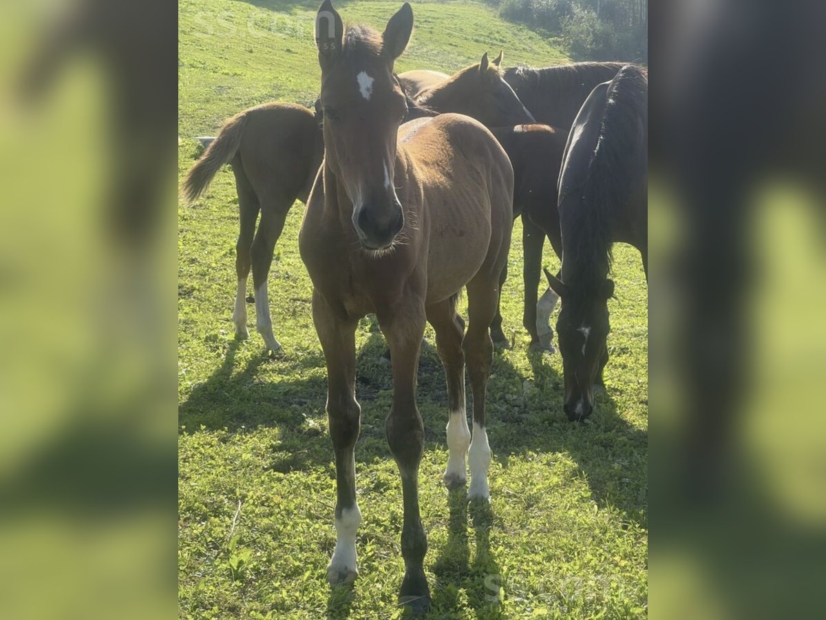 Lets warmbloed Merrie 1 Jaar 140 cm Roodbruin in Alūksne