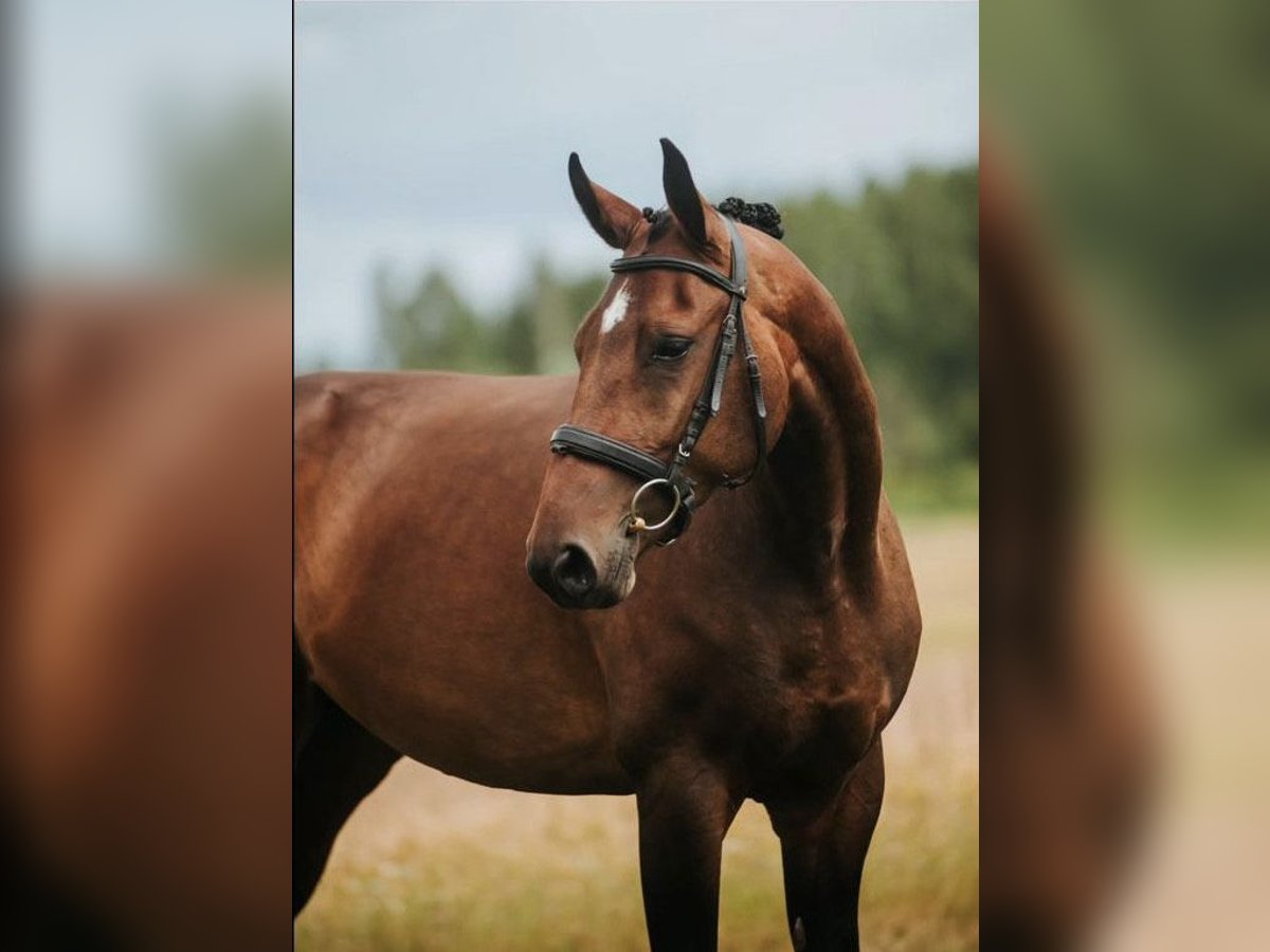 Lets warmbloed Merrie 5 Jaar 166 cm Roodbruin in Riga