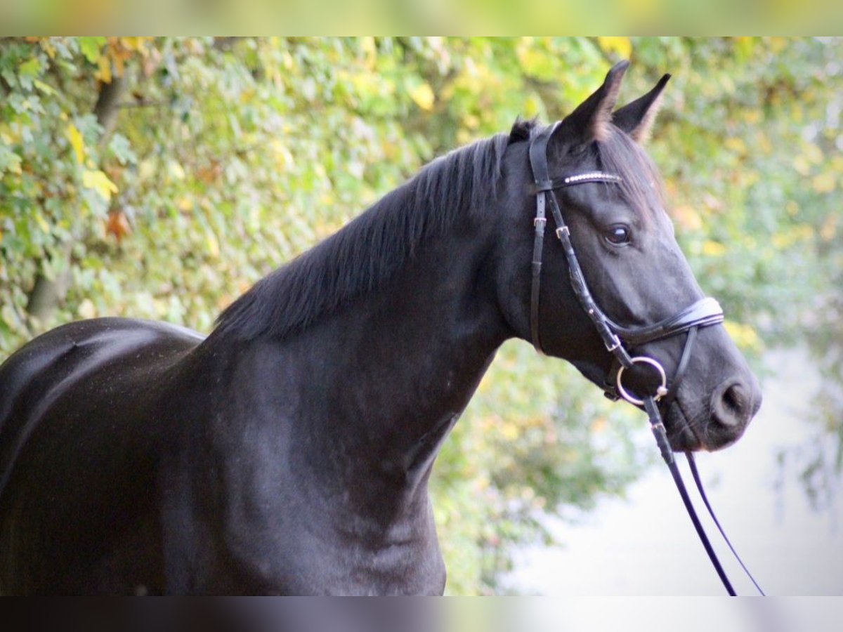 Lets warmbloed Merrie 6 Jaar 167 cm Zwart in Egelsbach