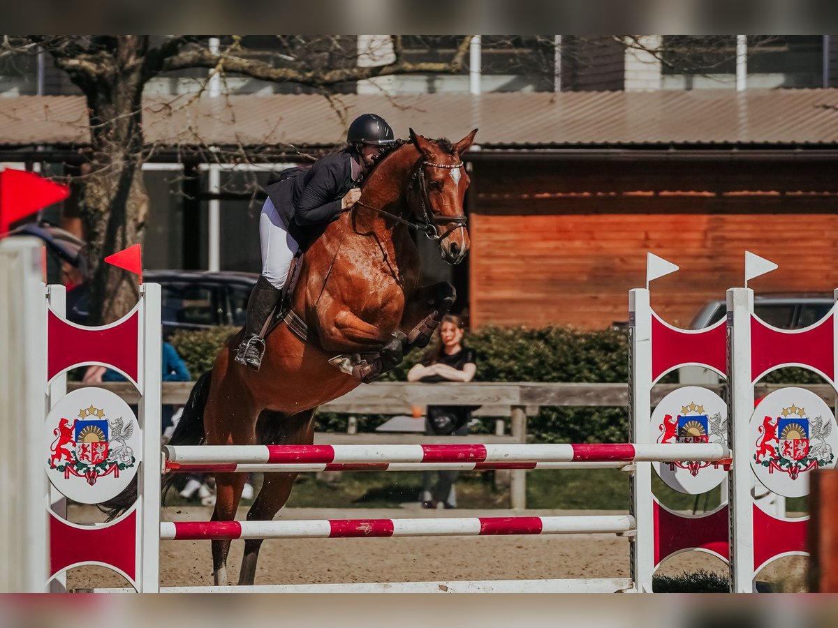 Lets warmbloed Merrie 6 Jaar 170 cm Roodbruin in Baldone