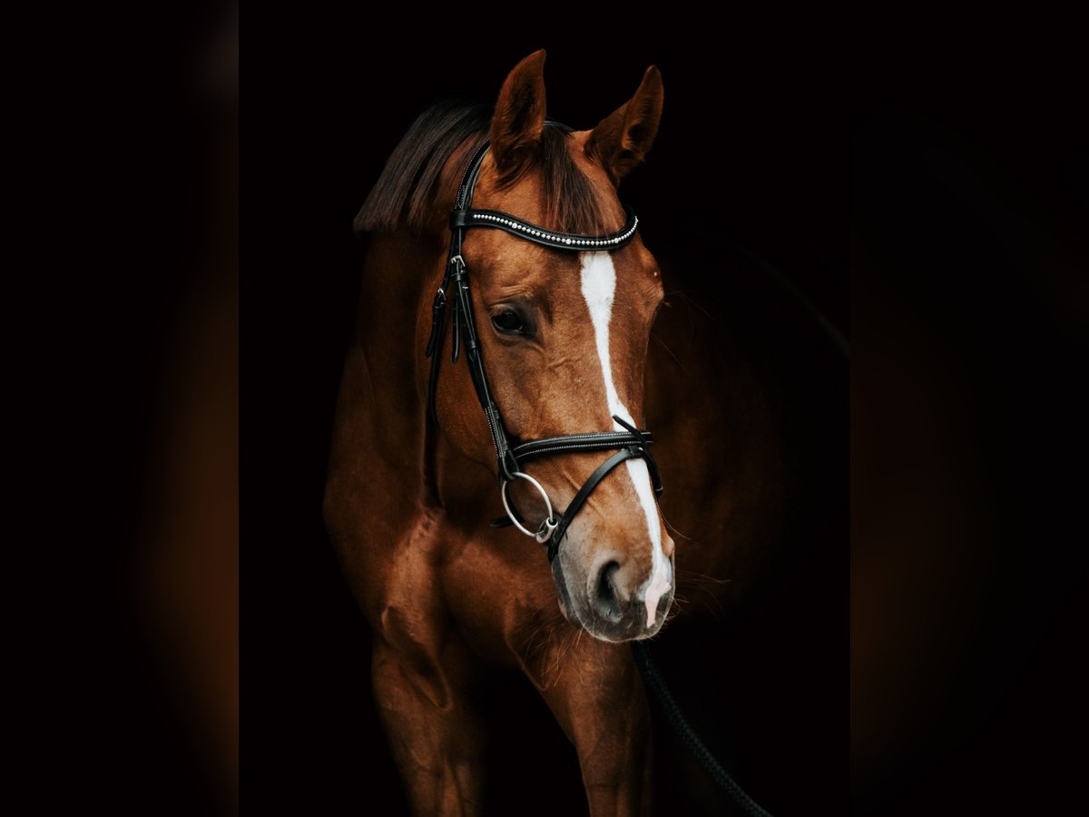 Lets warmbloed Merrie 7 Jaar Donkere-vos in Ropa&#x17E;i