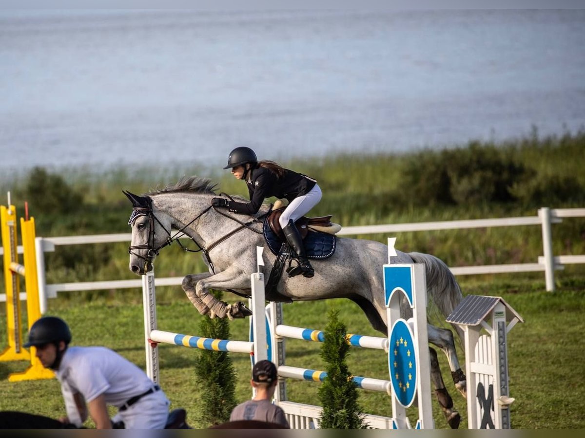 Lets warmbloed Merrie 8 Jaar 170 cm Schimmel in Ryga