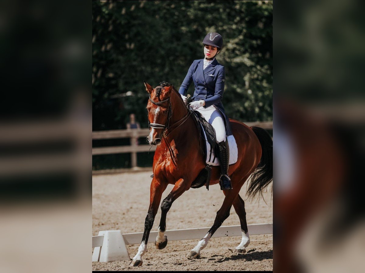Lets warmbloed Ruin 10 Jaar 165 cm in Riga