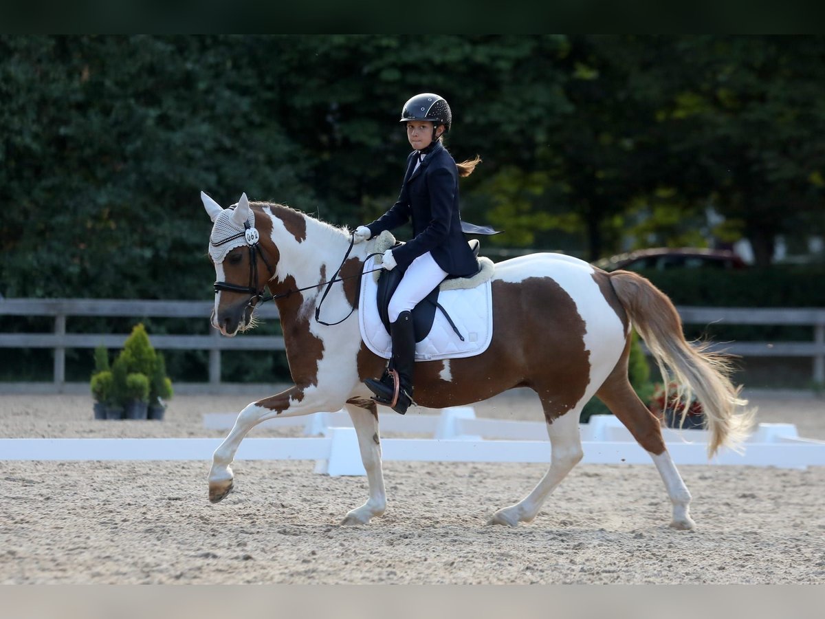 Lets warmbloed Ruin 12 Jaar 147 cm in Riga