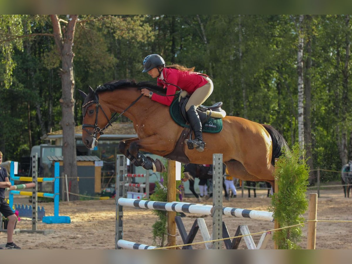 Lets warmbloed Ruin 4 Jaar 166 cm Roodbruin in Sigulda