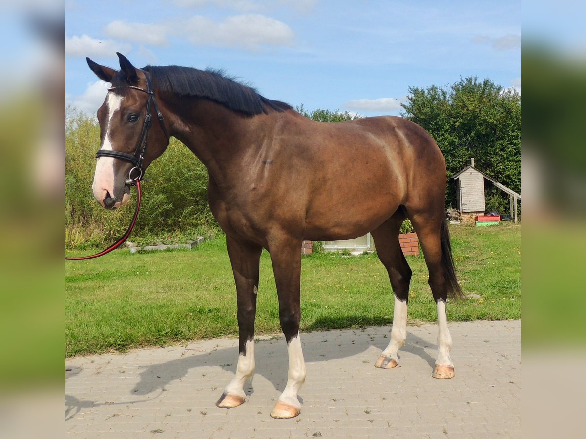 Lets warmbloed Ruin 4 Jaar 170 cm Donkerbruin in Dienvidkurzemes novads