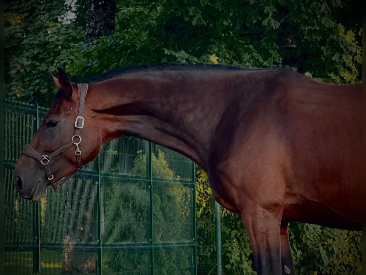 Lets warmbloed Ruin 5 Jaar in Riga