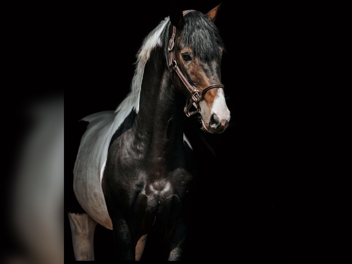 Lets warmbloed Ruin 6 Jaar 167 cm Gevlekt-paard in Schlins