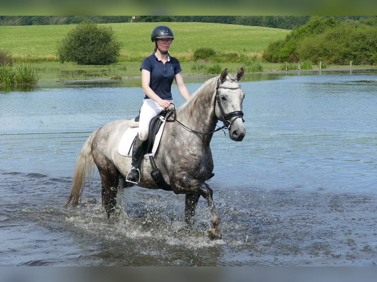 Lettisches Warmblut Hengst 4 Jahre 165 cm Schimmel in Ganschow