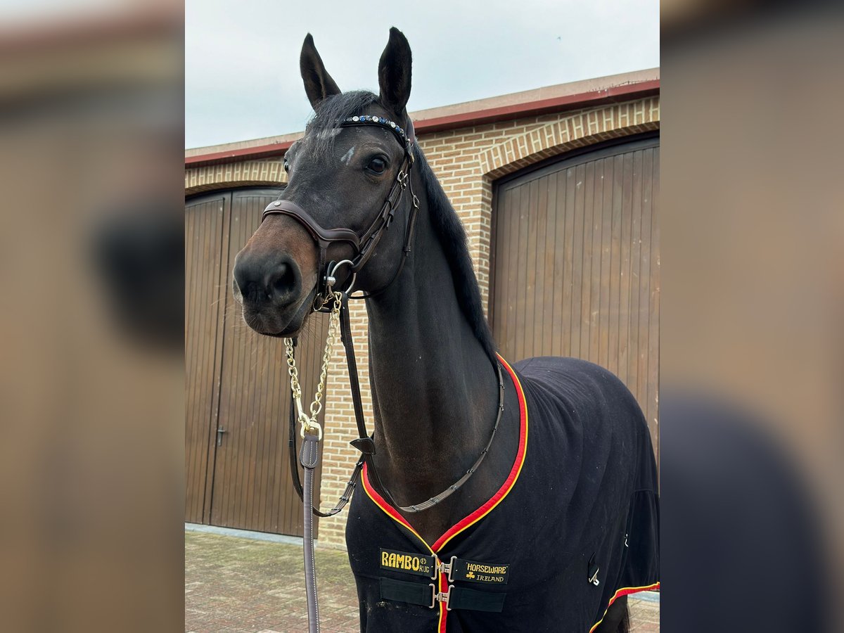 Lettisches Warmblut Stute 10 Jahre 168 cm Brauner in Tallinn