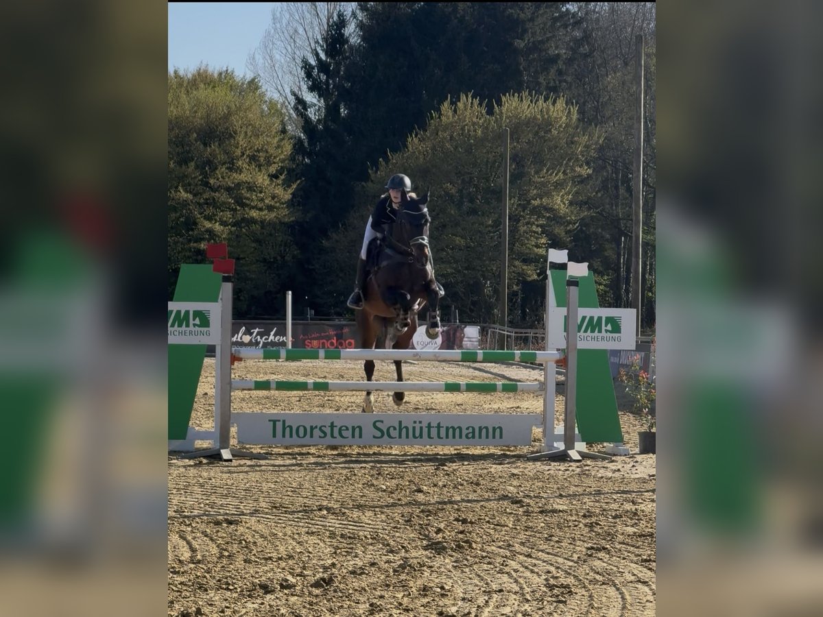 Lettisches Warmblut Stute 15 Jahre 165 cm Dunkelbrauner in HarenHaren