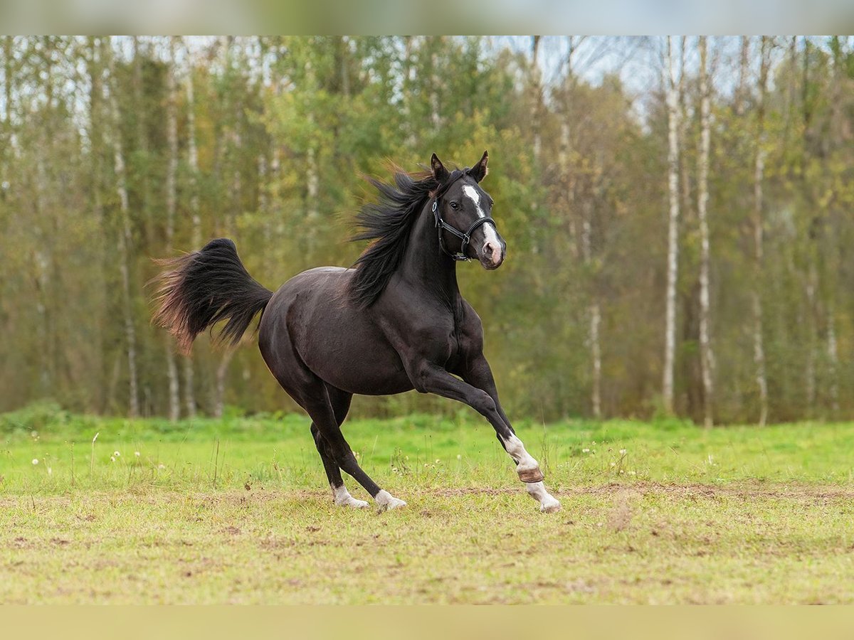 Lettisches Warmblut Stute 2 Jahre 165 cm Rappe in Augšdaugavas novads