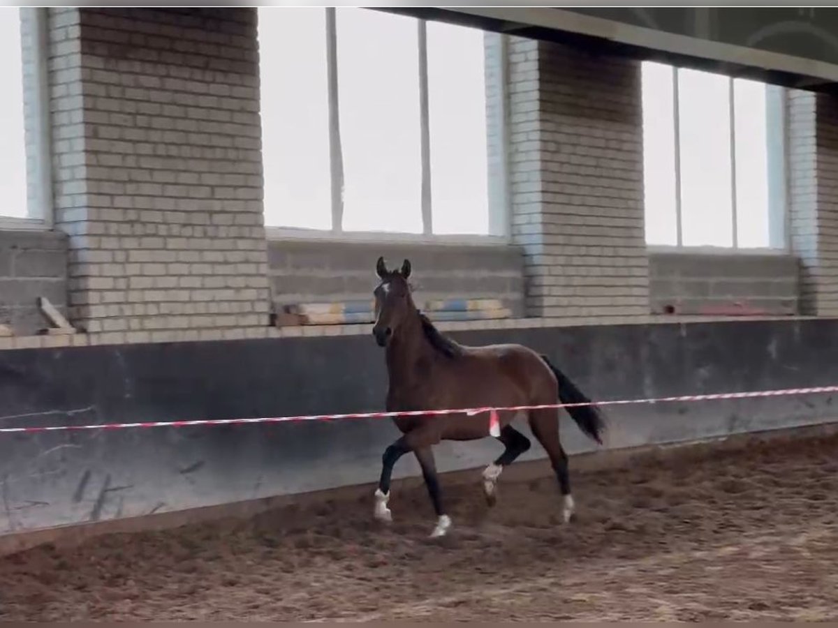 Lettisches Warmblut Stute 3 Jahre Brauner in Neuss