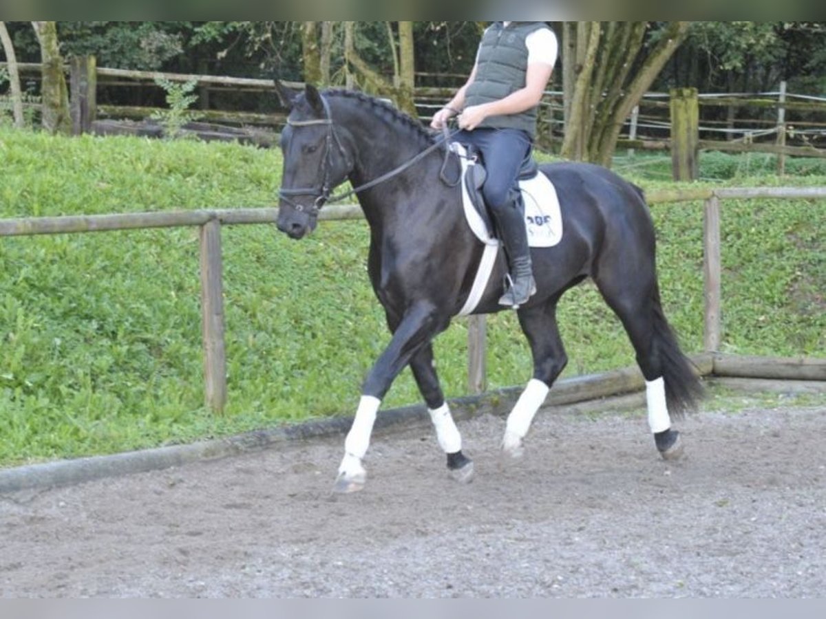 Lettisches Warmblut Stute 4 Jahre 172 cm Rappe in Breitbrunn am Chiemsee
