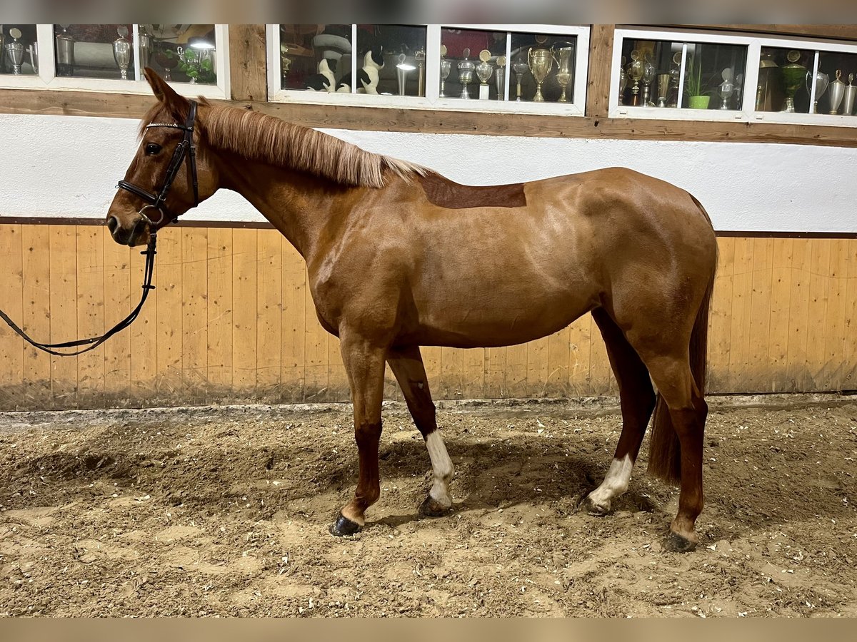 Lettisches Warmblut Stute 5 Jahre Fuchs in Wächtersbach