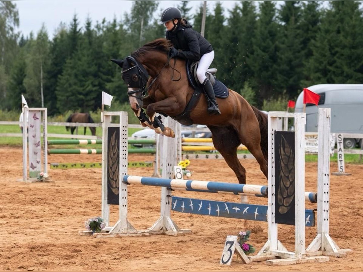 Lettisches Warmblut Stute 6 Jahre 164 cm Dunkelfuchs in Cesvaine